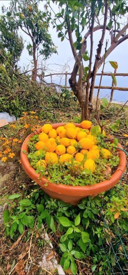 Вилла Solecore Amalficoast Конка-дей-Марини Экстерьер фото